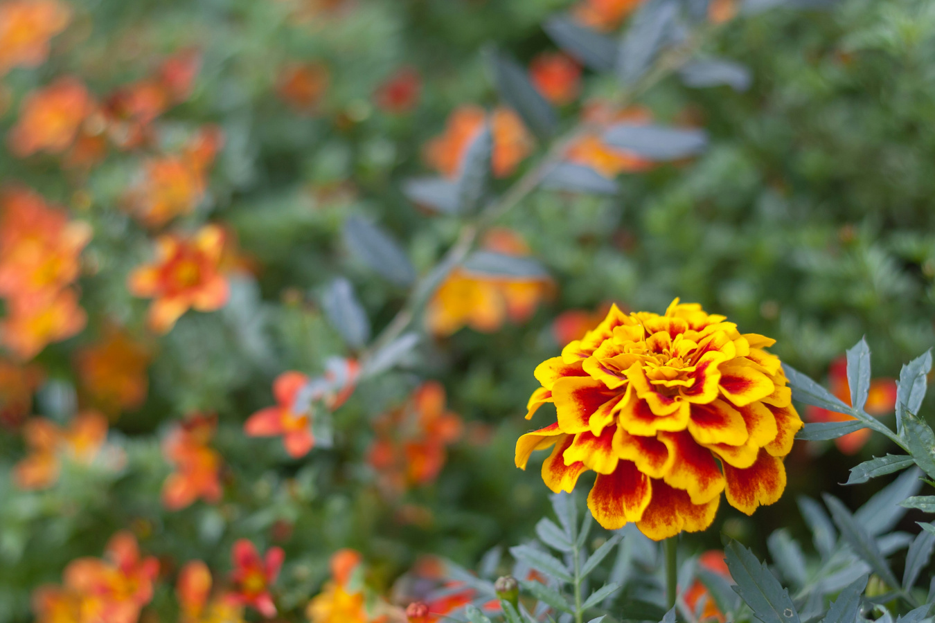 Faith: Boldness or Arrogance